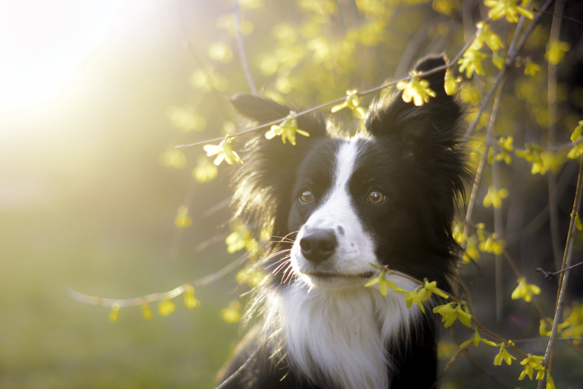 chien regard ami