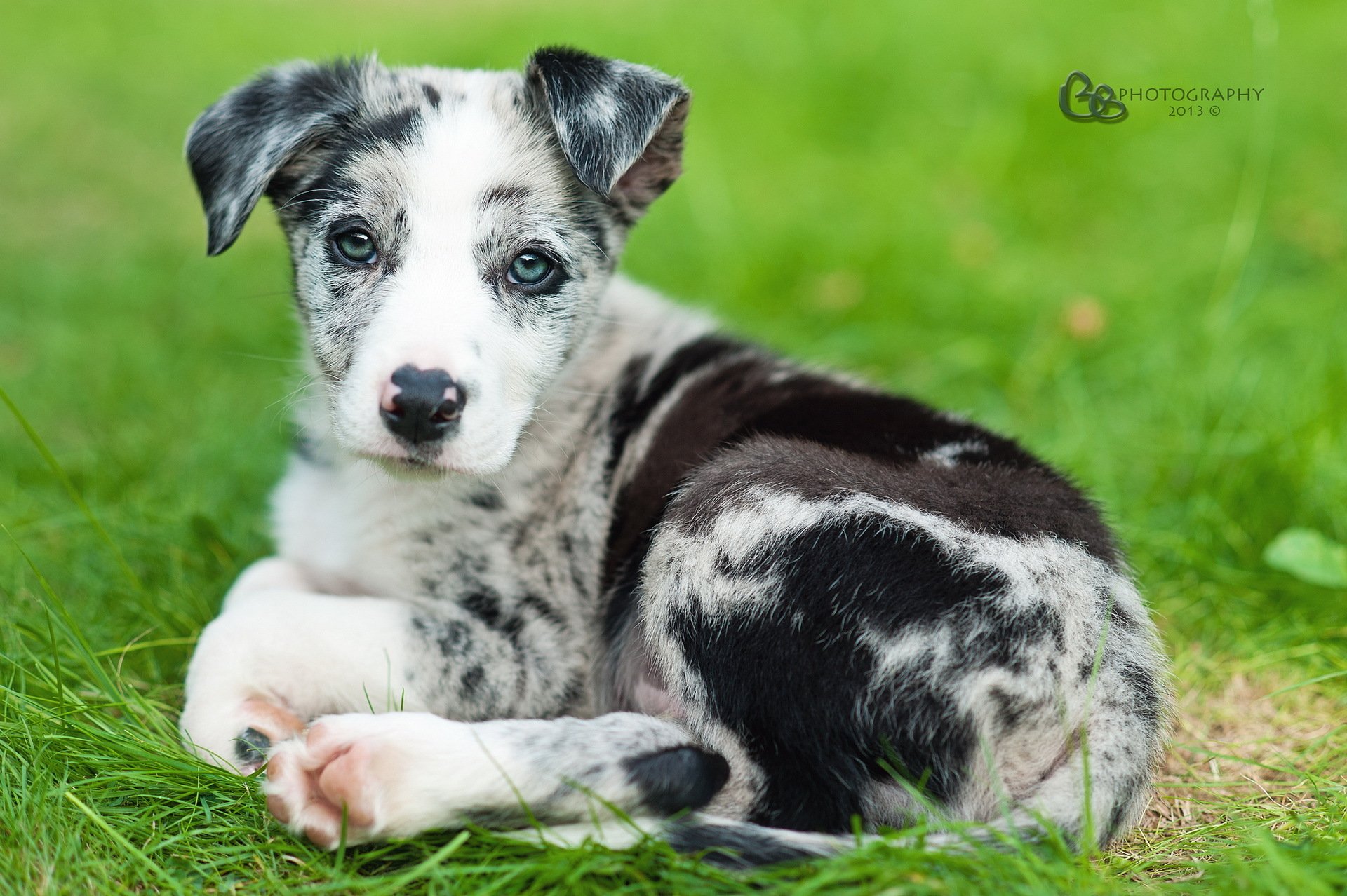 chien regard ami