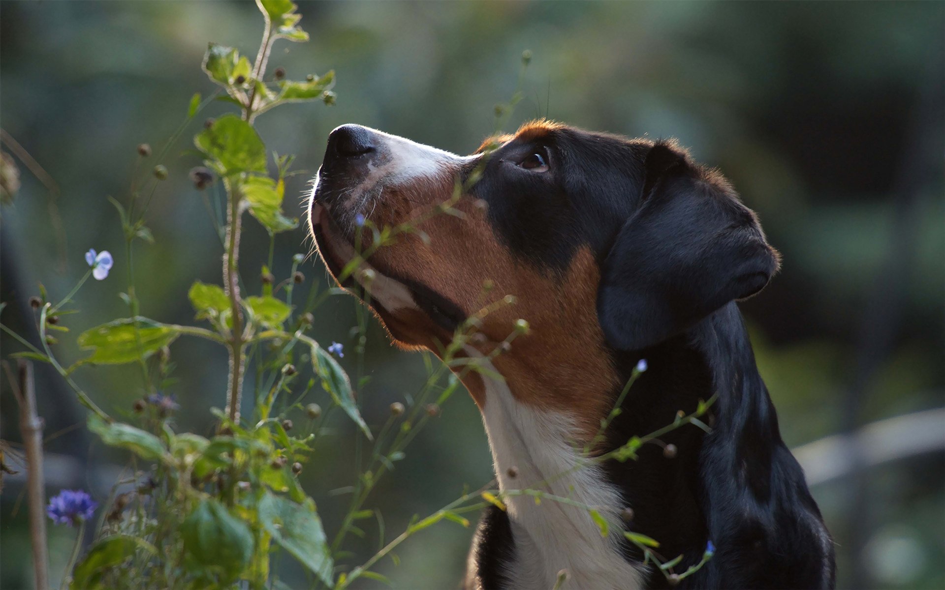 großer schweizer sennenhund schnauze blick pflanze natur sennenhund