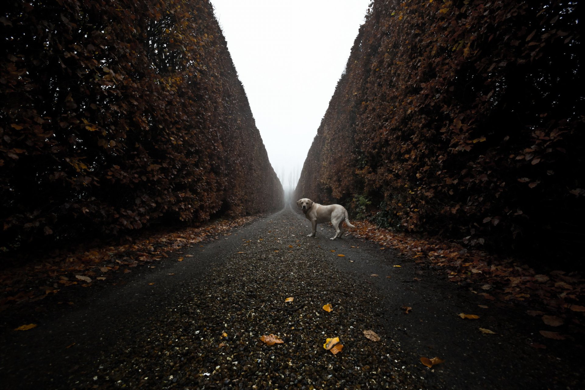 cane sguardo amico strada