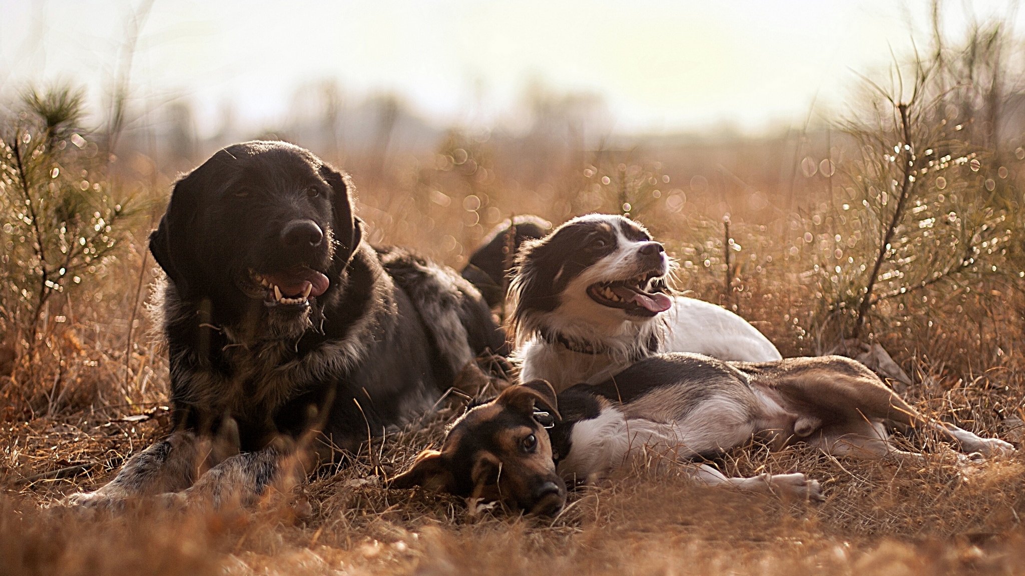 chiens amis loisirs