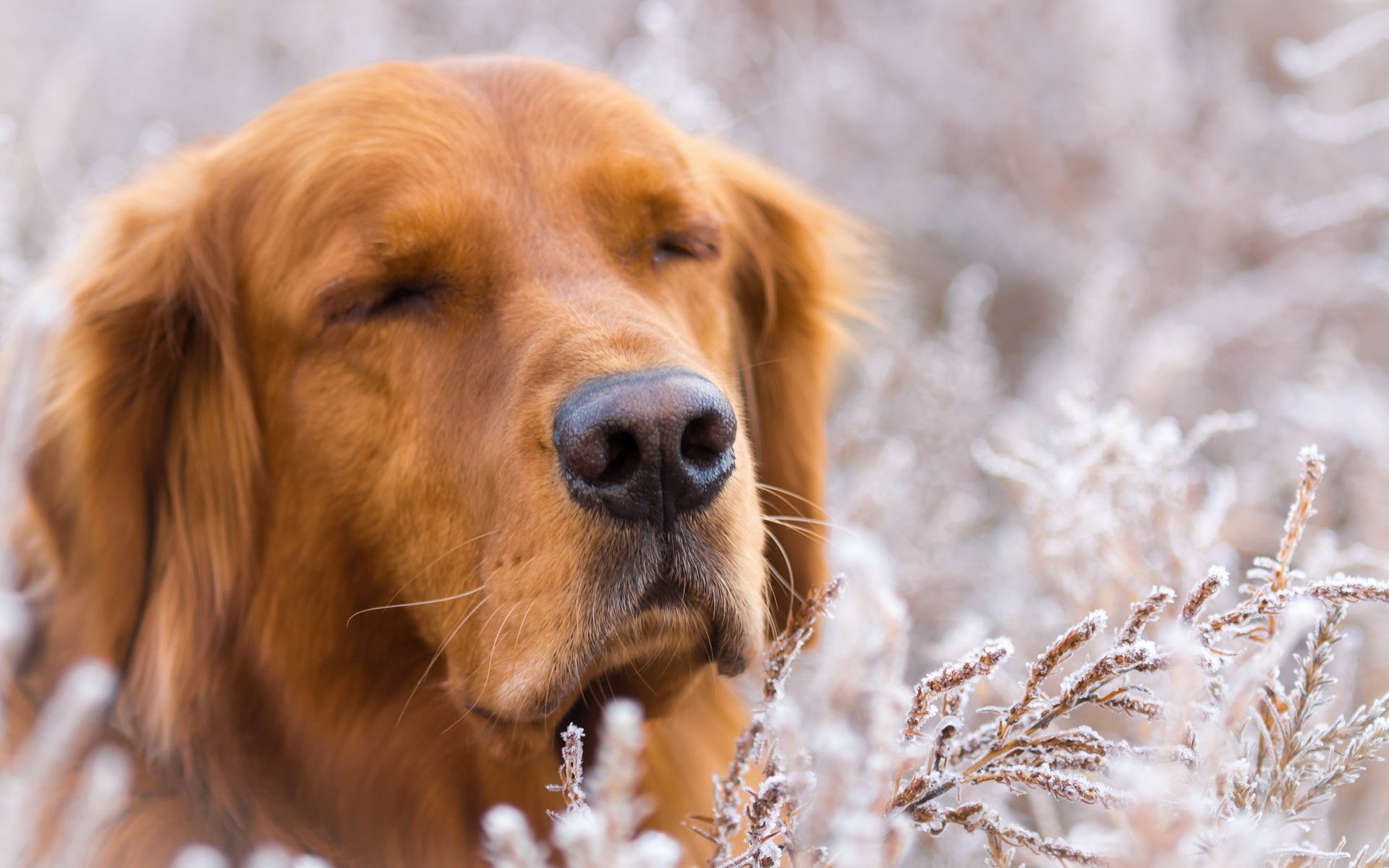 perro amigo naturaleza