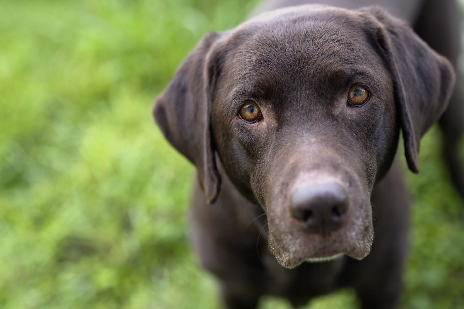 chien regard ami