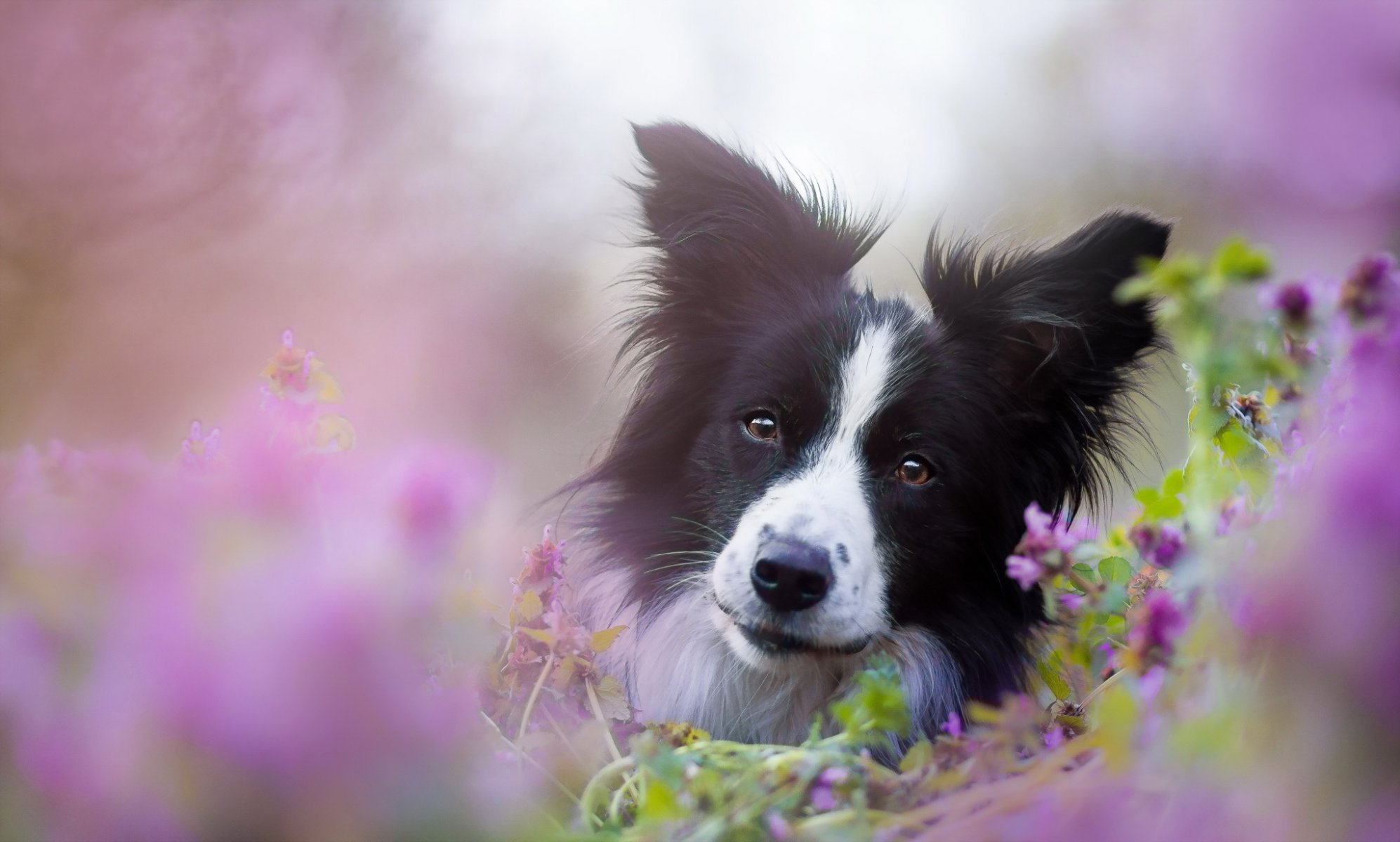 cane sguardo amico natura