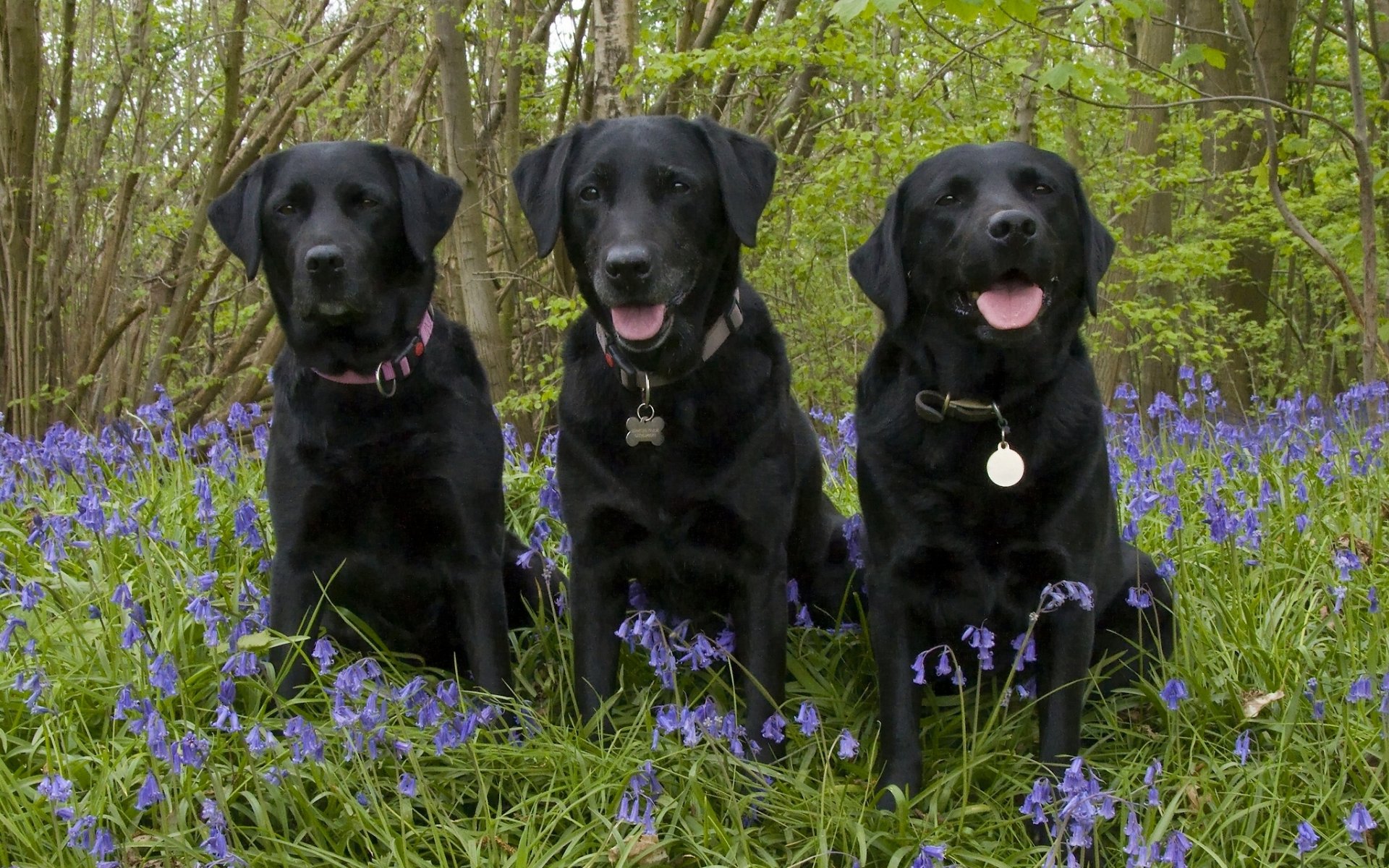 labrador retriever hunde trinity trio blumen glocken wald