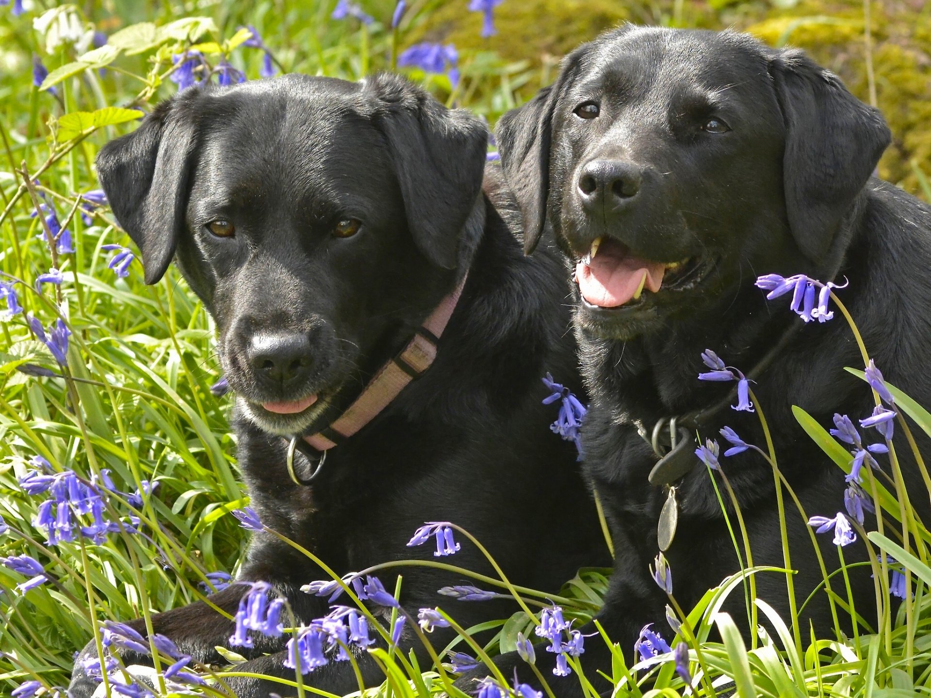 labrador retriever cani coppia fiori campane