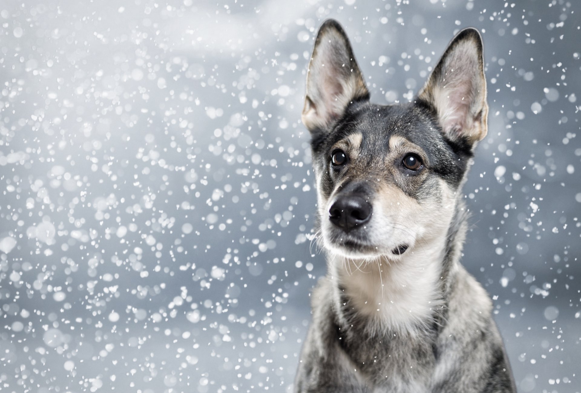 dog face ears snow portrait