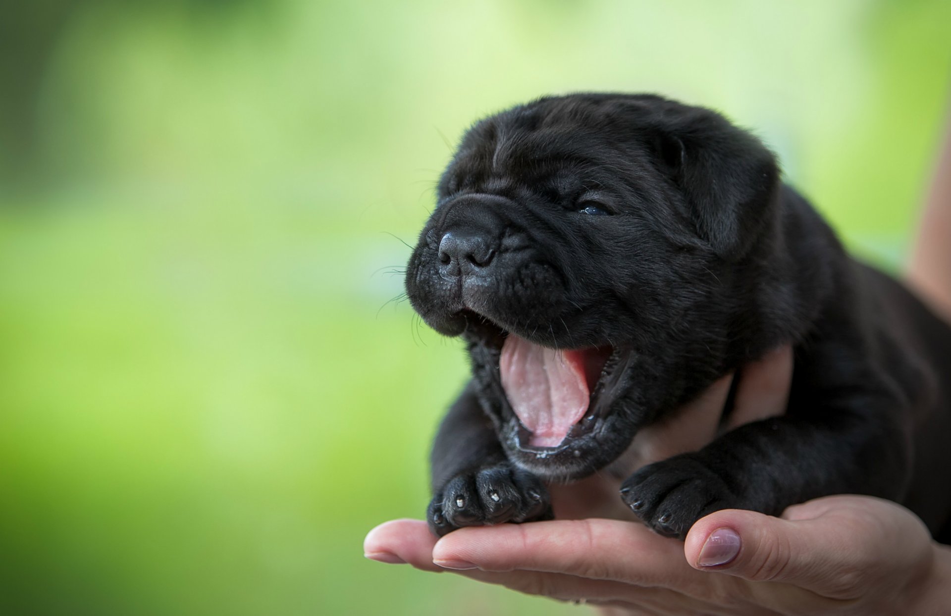 puppy scarce yawns english hand