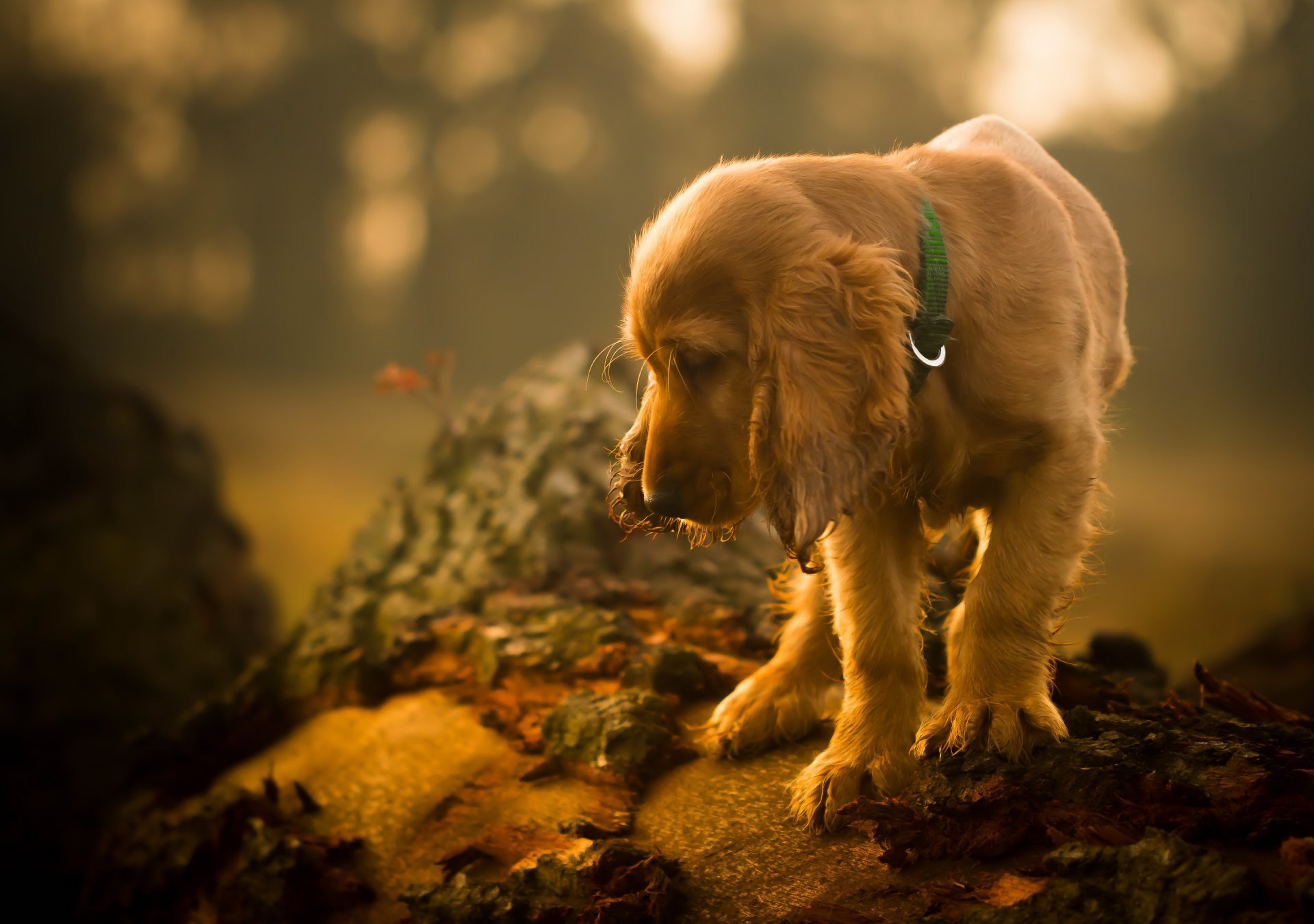 hund blick freund