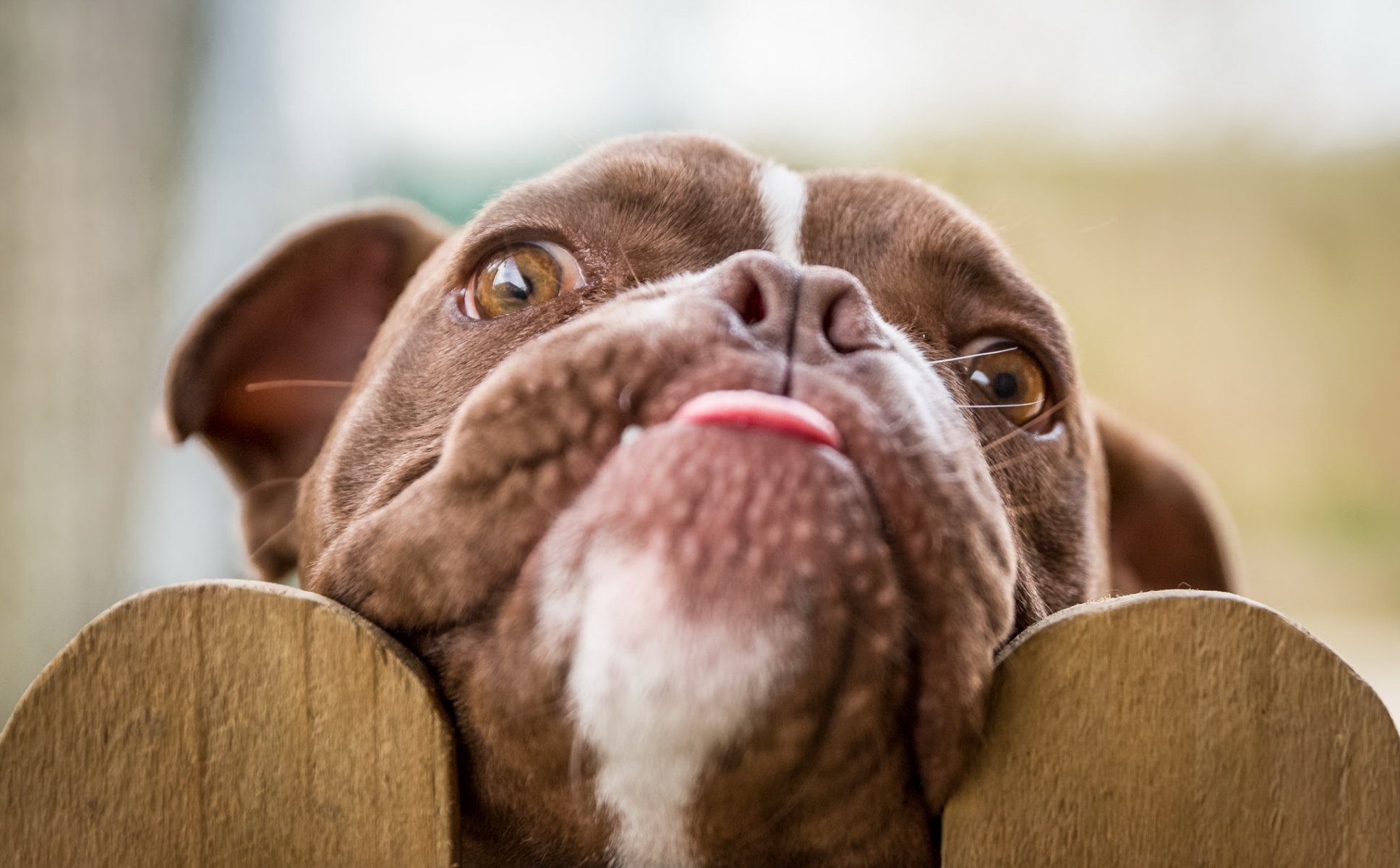 hund blick freund