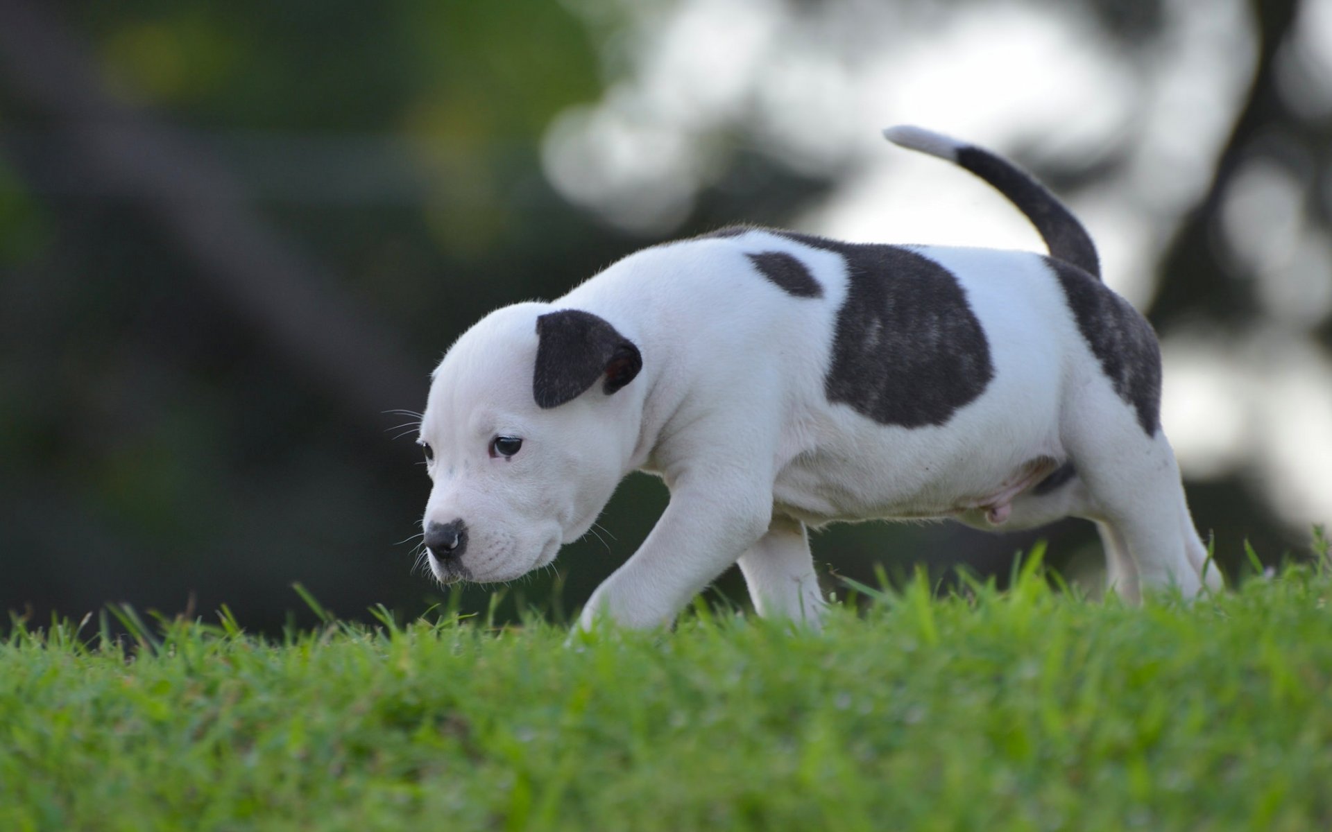 hund welpe kleinkind weg