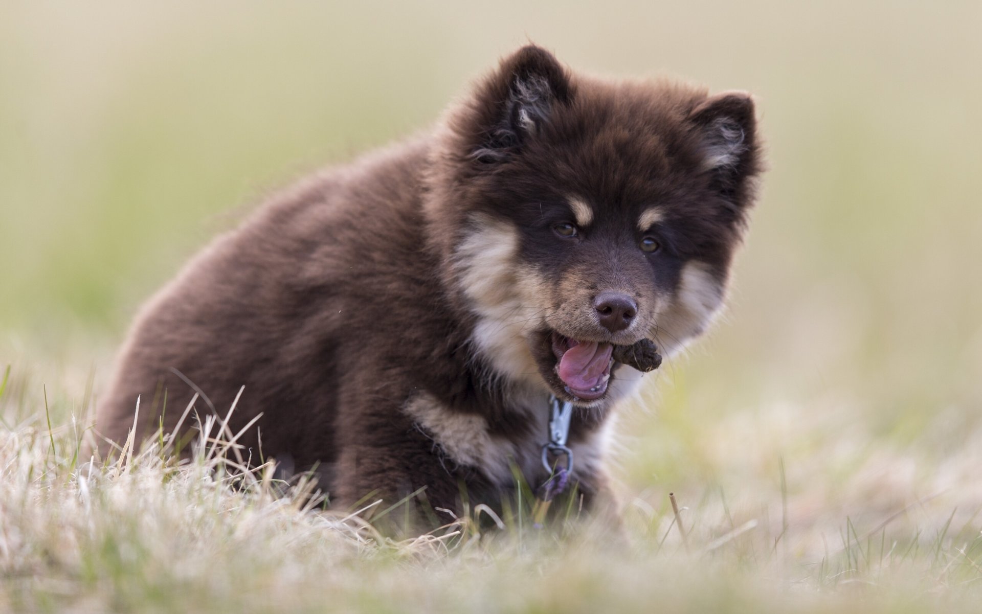 lapphund finlandés laika lopar finlandesa perro cachorro