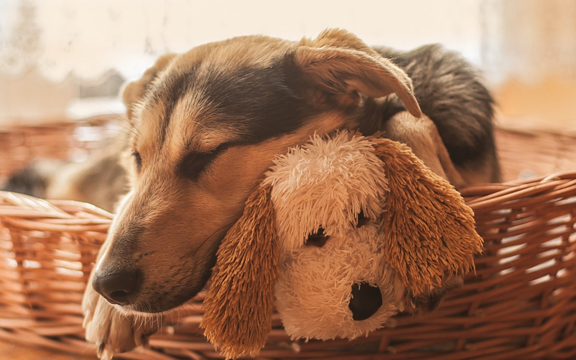 cani cane dormire dormire museruola giocattolo