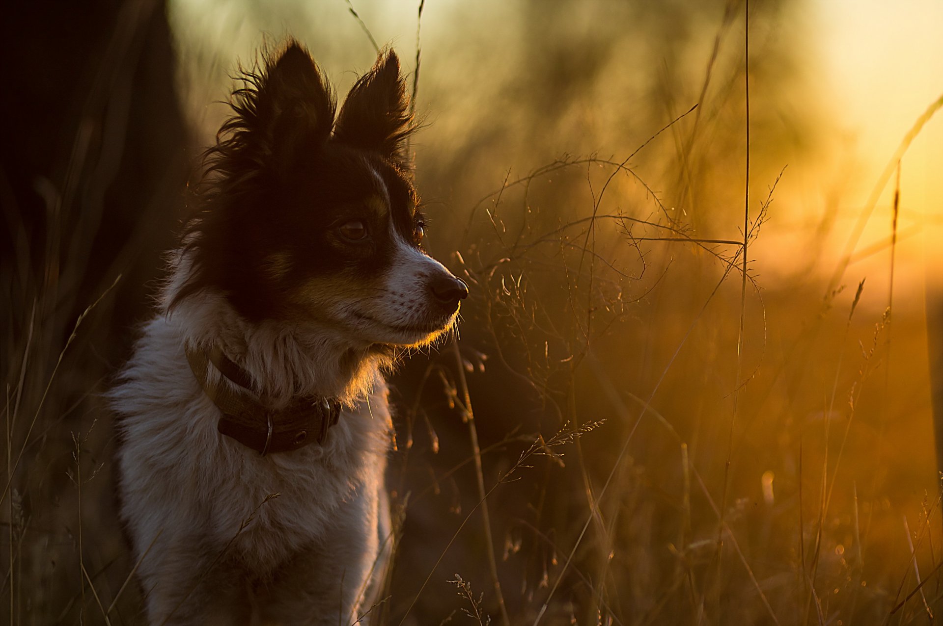 cane sguardo amico