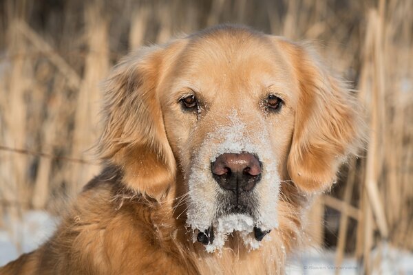 Golden retriever with a snow-covered muzzle