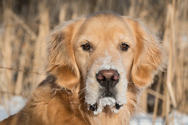 Golden Retriever con muso coperto di neve