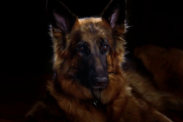 German Shepherd. Beautiful dog