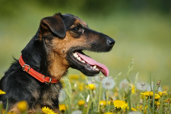 Jagdterrier im Sommer unter Löwenzahn