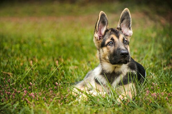 Portrait of a shepherd dog on the green grass