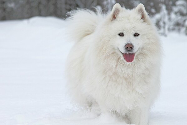 A dog of the Samoyed breed will not immediately be noticed among the white snow