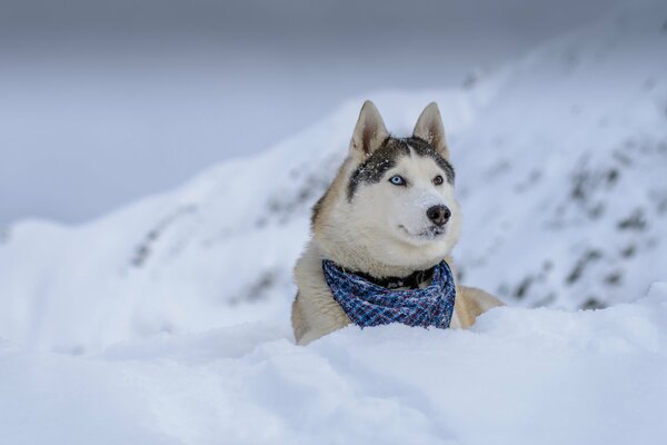 Chien dans la neige regardant au loin