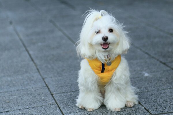 Cute little white shaggy dog