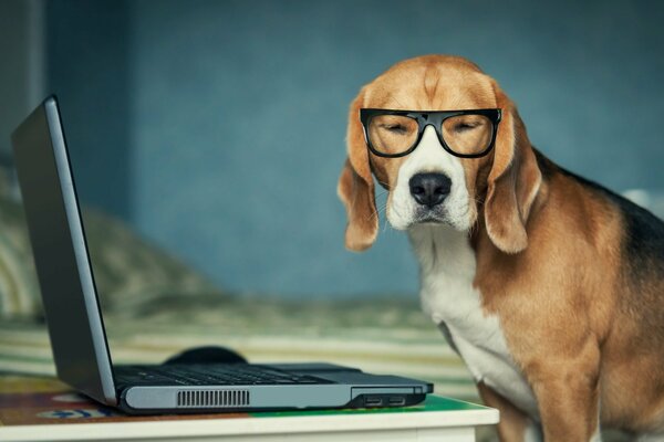 A dog with glasses behind a laptop