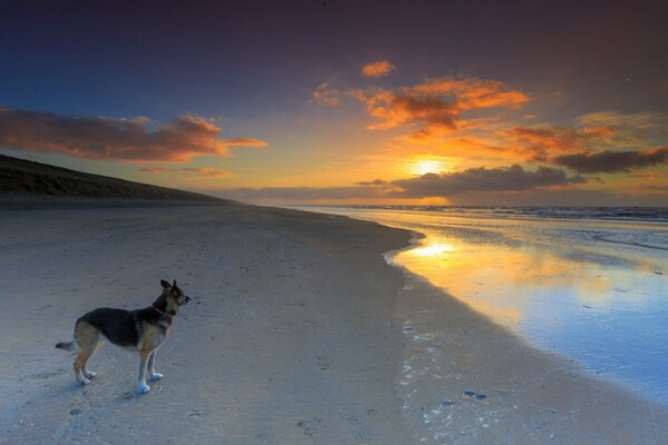 Schäferhund am Meer bei Sonnenuntergang