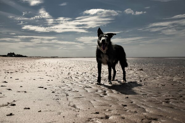 A dog stands on the beach against the sky