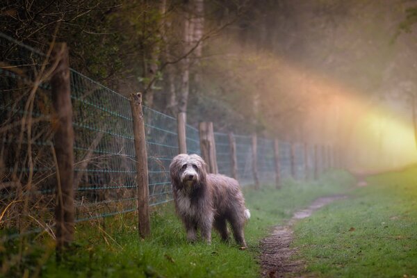 Perro en la valla por la mañana