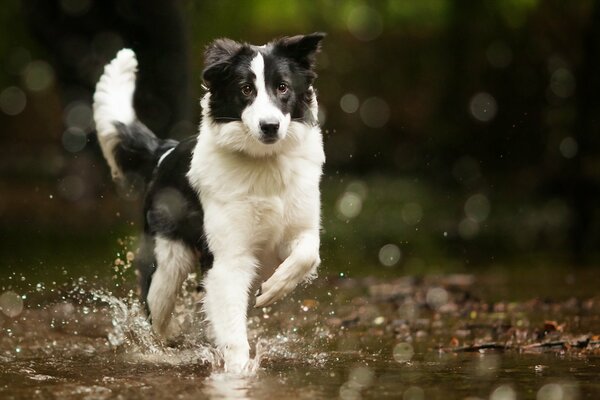 Bordercollie dog runs on the water surface