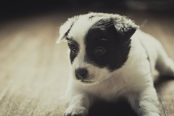 Mignon museau de ce chiot