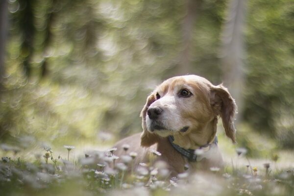 Perro en la naturaleza. El perro es el mejor amigo del hombre