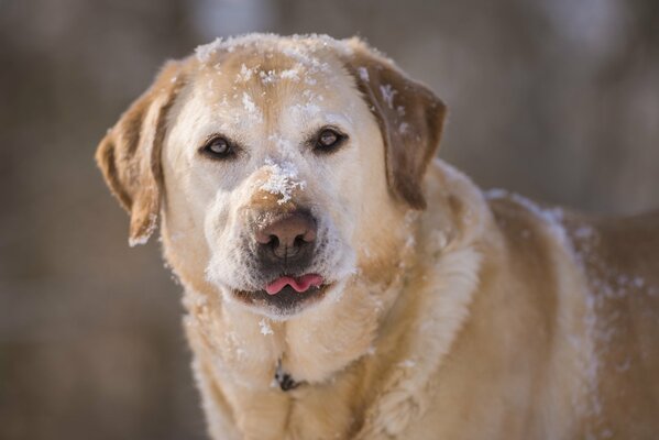 Perro duro y en la nieve y las heladas