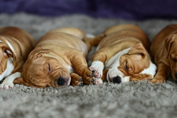 Chiots roux endormis mignons