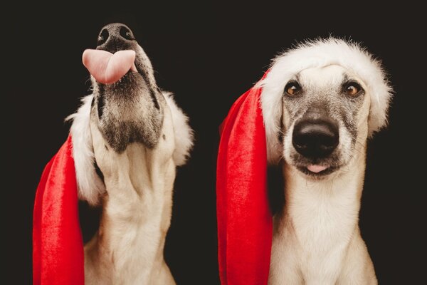 Cane con il cappello di Babbo Natale. Cane di Capodanno