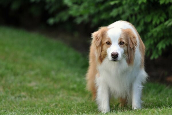 Chien à poil long sur fond d herbe et de buissons