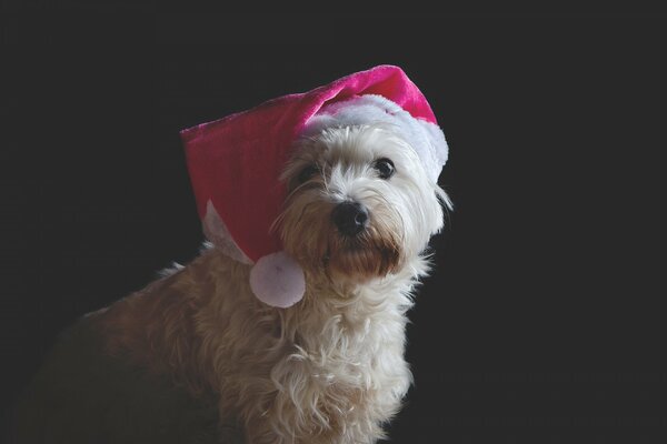 Carino cagnolino in un cappello festivo