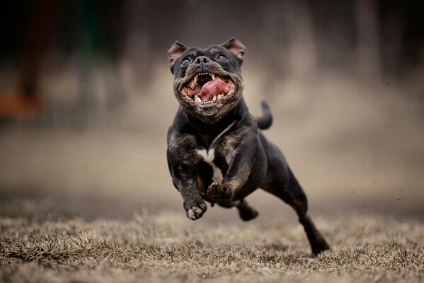 A running dog with a dangling tongue and cheeks