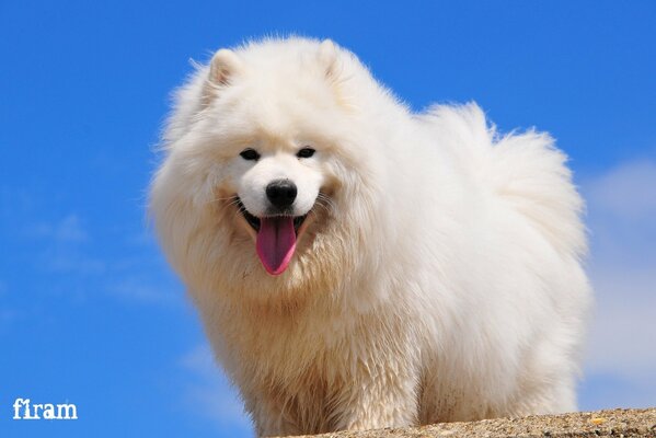 The Samoyed dog looks happily