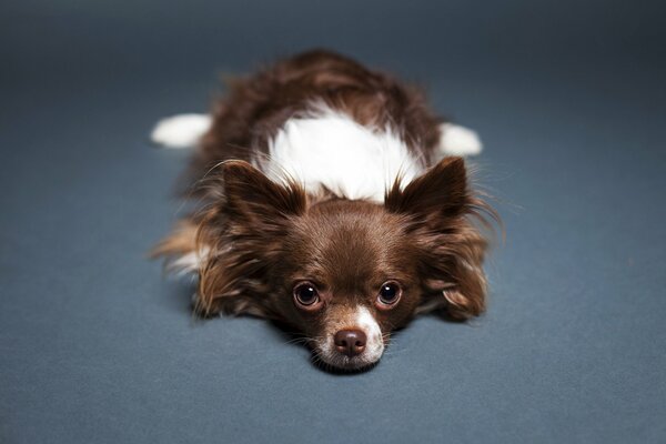 Chihuahua is lying on the blue floor