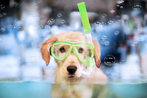 Hund im Pool mit Schwimmmaske