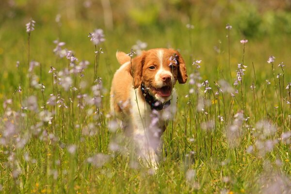 Chien d épagneul Breton au milieu d un champ