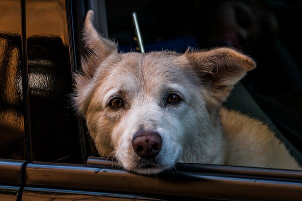 Perro mirando por la ventana del coche