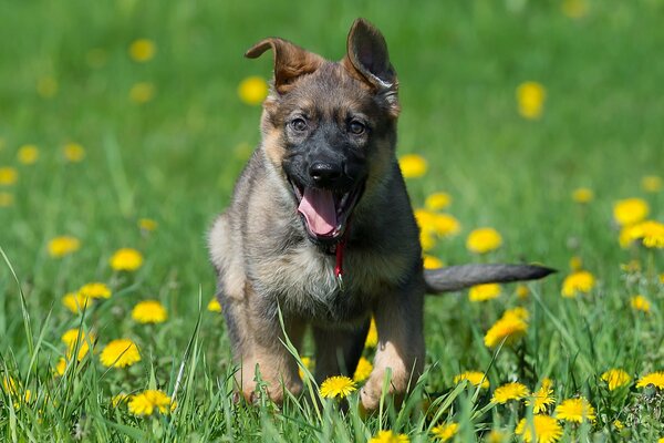 A German Shepherd puppy runs through a meadow with dandelions