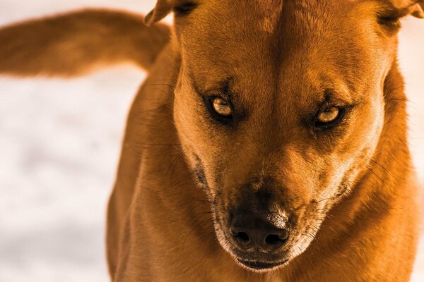 Der böse Blick des Hundes