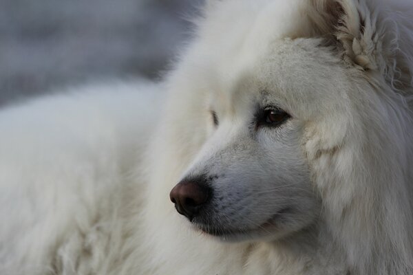 Dobroduszny pies rasy Samoyed