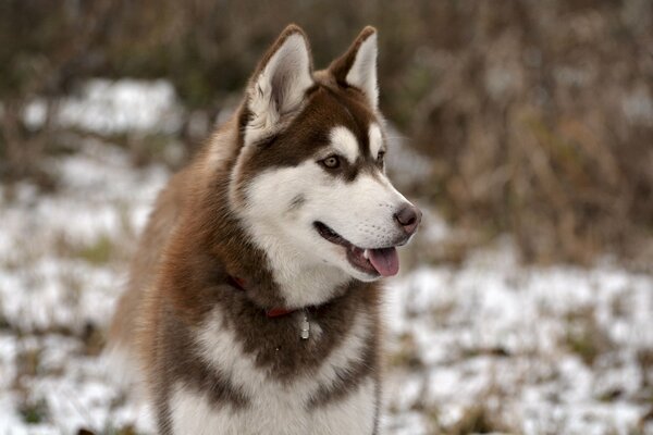 Chien ami de l homme. regard joyeux