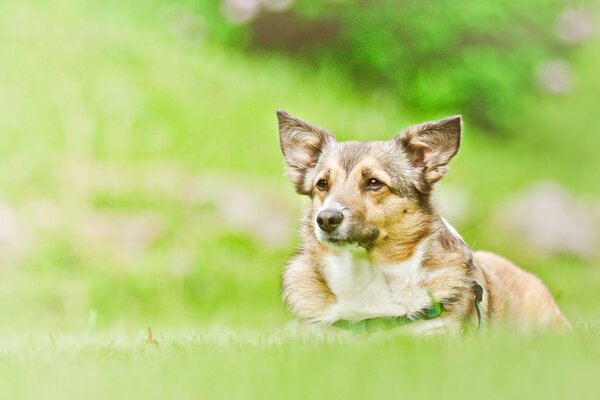 A dog lying on the green grass