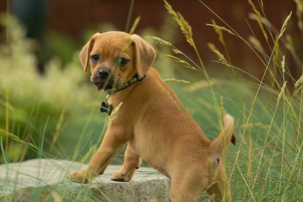 Puppy pagl se tient dans l herbe